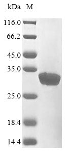 Greater than 85% as determined by SDS-PAGE.