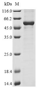 Greater than 85% as determined by SDS-PAGE.
