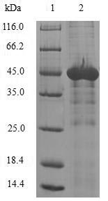 Greater than 90% as determined by SDS-PAGE.Recombinant Human N-Alpha-Acetyltransferase 50 (NAA50) Protein (GST)