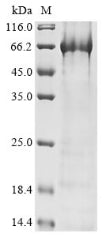 Greater than 85% as determined by SDS-PAGE.Recombinant Human Polyadenylate-Binding Protein-Interacting Protein 1 (PAIP1) Protein (His&Myc)