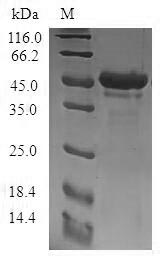 Greater than 90% as determined by SDS-PAGE.Recombinant Human Stathmin-4 (STMN4) Protein (GST)