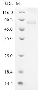 Greater than 85% as determined by SDS-PAGE.