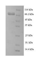 Greater than 90% as determined by SDS-PAGE.