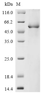 Greater than 85% as determined by SDS-PAGE.Recombinant Human Netrin-4 (NTN4) Protein (His-GST&Myc)