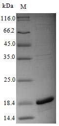Greater than 90% as determined by SDS-PAGE.Recombinant Influenza A Virus Polymerase Acidic Protein (PA) Protein (His)