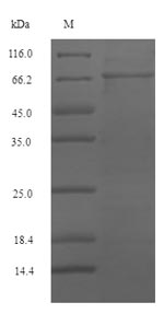 Greater than 90% as determined by SDS-PAGE.