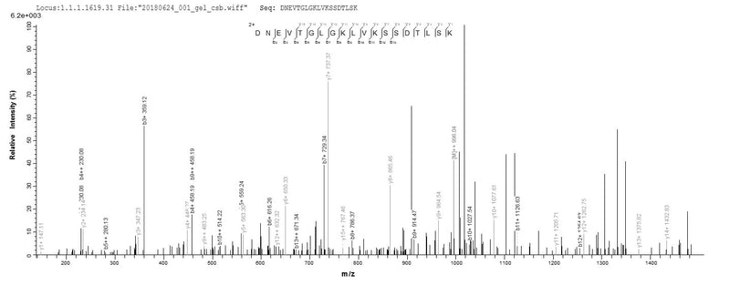 Based on the SEQUEST from database of E.coli host and target protein, the LC-MS/MS Analysis result of this product could indicate that this peptide derived from E.coli-expressed Neisseria meningitidis serogroup B (strain MC58) tbp1.Recombinant Neisseria Meningitidis Serogroup B Transferrin-Binding Protein 1 (TBP1) Protein (His&Myc)
