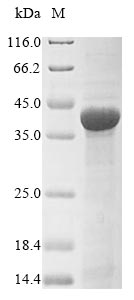 Greater than 85% as determined by SDS-PAGE.Recombinant Neisseria Meningitidis Serogroup B Transferrin-Binding Protein 1 (TBP1) Protein (His&Myc)