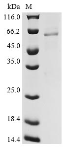 Greater than 85% as determined by SDS-PAGE.