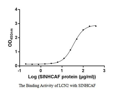 Activity Measured by its binding ability in a functional ELISA. Immobilized LCN2 at 2 μg/ml can bind human SINHCAF, the EC 50 of human SINHCAF protein is 31.54-38.59 μg/ml.Recombinant Human Sin3-Hdac Complex-Associated Factor (SINHCAF) Protein (GST), Active
