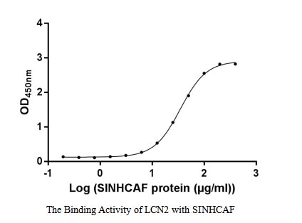 Activity Measured by its binding ability in a functional ELISA. Immobilized LCN2 at 2 μg/ml can bind human SINHCAF, the EC 50 of human SINHCAF protein is 31.54-38.59 μg/ml.Recombinant Human Sin3-Hdac Complex-Associated Factor (SINHCAF) Protein (GST), Active