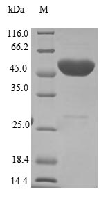 Greater than 85% as determined by SDS-PAGE.Recombinant Human Sin3-Hdac Complex-Associated Factor (SINHCAF) Protein (GST), Active