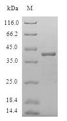 Greater than 90% as determined by SDS-PAGE.Recombinant Human Uncharacterized Protein C8Orf4 (TCIM) Protein (GST)