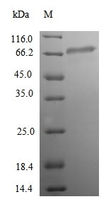 Greater than 90% as determined by SDS-PAGE.Recombinant Human Acetyl-Coenzyme A Synthetase 2-Like, Mitochondrial (ACSS1) Protein (His)