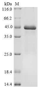 Greater than 85% as determined by SDS-PAGE.Recombinant Human Dna Replication Licensing Factor Mcm9 (MCM9) Protein (His)