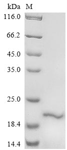 Greater than 85% as determined by SDS-PAGE.