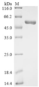 Greater than 90% as determined by SDS-PAGE.