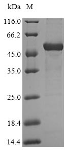Greater than 85% as determined by SDS-PAGE.Recombinant Human Hydroxyacid Oxidase 2 (HAO2) Protein (His-SUMO)