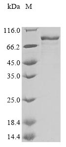 Greater than 85% as determined by SDS-PAGE.Recombinant Human Adp-Ribosylation Factor-Binding Protein Gga3 (GGA3) Protein (His&Myc)