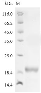 Greater than 90% as determined by SDS-PAGE.Recombinant Dendroaspis Angusticeps Dendrotoxin B (DTX-B) Protein (His-KSI)