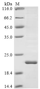 Greater than 85% as determined by SDS-PAGE.
