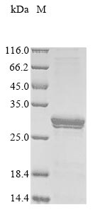 Greater than 85% as determined by SDS-PAGE.Recombinant Mouse Protein Canopy Homolog 2 (CNPY2) Protein (His&Myc)
