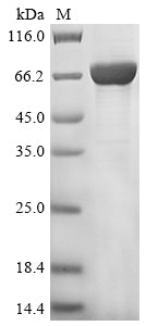 Greater than 85% as determined by SDS-PAGE.Recombinant Mouse Peroxisomal Acyl-Coenzyme A Oxidase 1 (ACOX1) Protein (Myc)