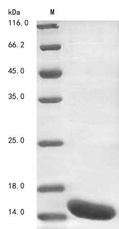 Greater than 85% as determined by SDS-PAGE.Recombinant Mouse Cadherin-17 (CDH17) Protein (His)