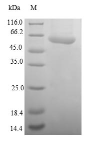 Greater than 90% as determined by SDS-PAGE.Recombinant Human Sumo-Activating Enzyme Subunit 1 (SAE1) Protein (GST)
