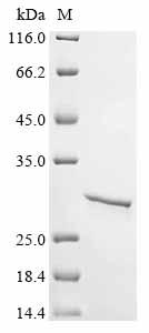 Greater than 85% as determined by SDS-PAGE.Recombinant Human Zinc Finger Mym-Type Protein 2 (ZMYM2) Protein (GST)