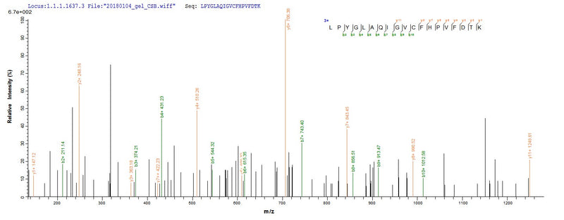 Based on the SEQUEST from database of E.coli host and target protein, the LC-MS/MS Analysis result of this product could indicate that this peptide derived from E.coli-expressed Homo sapiens (Human) POLG2.Recombinant Human Dna Polymerase Subunit Gamma-2, Mitochondrial (POLG2) Protein (His-SUMO)