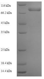 Greater than 90% as determined by SDS-PAGE.Recombinant Human Dna Polymerase Subunit Gamma-2, Mitochondrial (POLG2) Protein (His-SUMO)