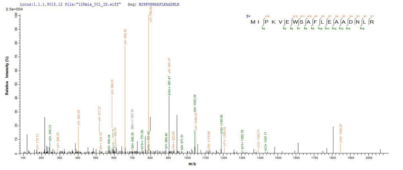 Based on the SEQUEST from database of E.coli host and target protein, the LC-MS/MS Analysis result of this product could indicate that this peptide derived from E.coli-expressed Homo sapiens (Human) TRMT112.Recombinant Human Trna Methyltransferase 112 Homolog (TRMT112) Protein (His-SUMO)