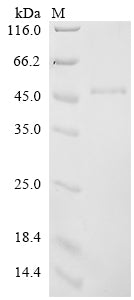 Greater than 90% as determined by SDS-PAGE.