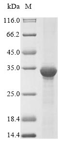 Greater than 90% as determined by SDS-PAGE.Recombinant Human Gtp:Amp Phosphotransferase, Mitochondrial (AK3) Protein (His&Myc)