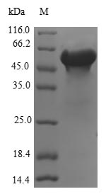 Greater than 90% as determined by SDS-PAGE.Recombinant Human Fk506-Binding Protein-Like (FKBPL) Protein (GST)