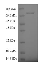 Greater than 90% as determined by SDS-PAGE.