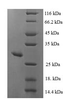 Greater than 90% as determined by SDS-PAGE.