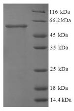 Greater than 90% as determined by SDS-PAGE.