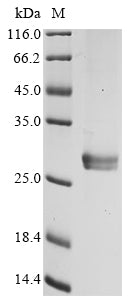 Greater than 90% as determined by SDS-PAGE.Recombinant Human Ribonuclease P Protein Subunit P25 (RPP25) Protein (His&Myc)