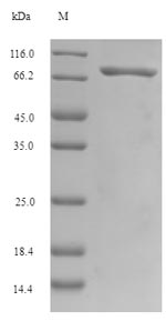 Greater than 90% as determined by SDS-PAGE.Recombinant Human Gasdermin-C (GSDMC) Protein (His-SUMO)