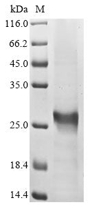 Greater than 85% as determined by SDS-PAGE.Recombinant Human Transcription Regulator Protein Bach2 (BACH2) Protein (His)