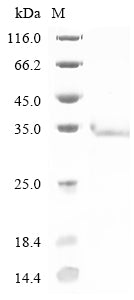 Greater than 85% as determined by SDS-PAGE.Recombinant Mouse Reticulon-3 (RTN3) Protein (His)