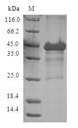 Greater than 90% as determined by SDS-PAGE.