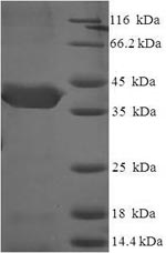 Greater than 90% as determined by SDS-PAGE.