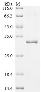 Greater than 85% as determined by SDS-PAGE.Recombinant Human Ras-Related And Estrogen-Regulated Growth Inhibitor-Like Protein (RERGL) Protein (His&Myc)