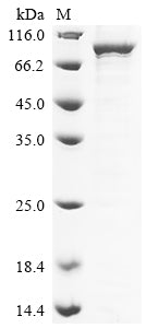 Greater than 85% as determined by SDS-PAGE.