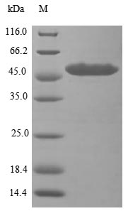 Greater than 85% as determined by SDS-PAGE.Recombinant Human Atp-Dependent Rna Helicase Dhx33 (DHX33) Protein (His)