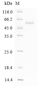 Greater than 90% as determined by SDS-PAGE.