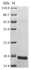Greater than 85% as determined by SDS-PAGE.Recombinant Human Serine-Rich Coiled-Coil Domain-Containing Protein 2 (CCSER2) Protein (His)